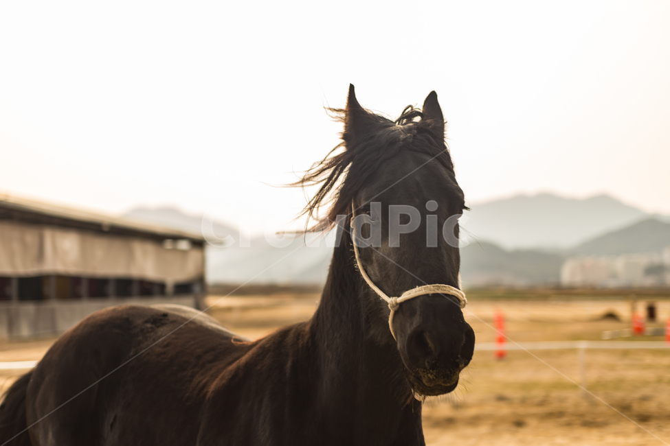 동물,말,페라리,머스탱,질주,간지,animal,horse,ferrari,mustang,동물,animal,포유류,mammal