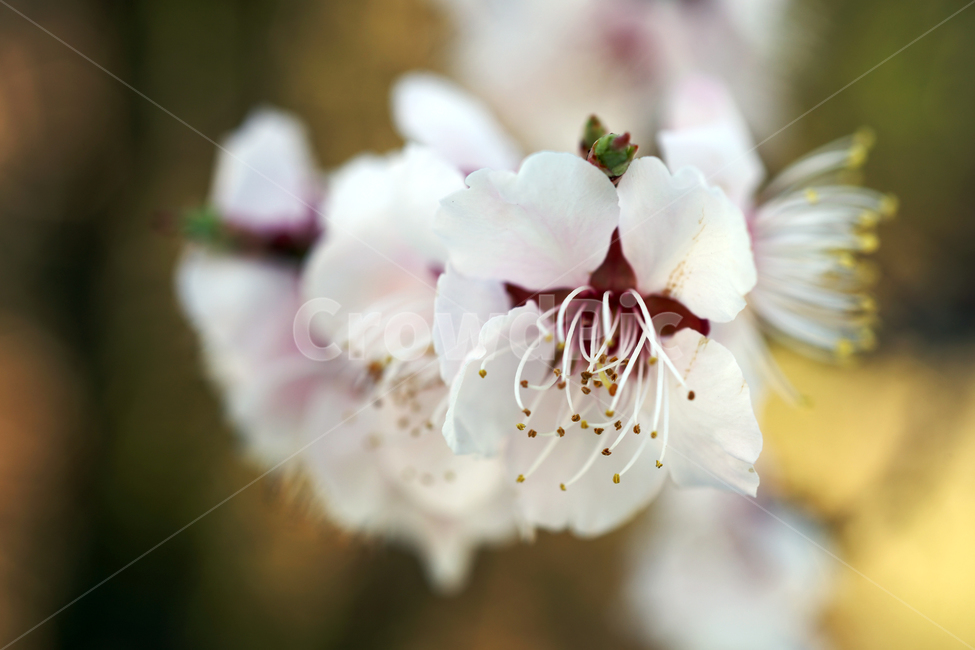 매화,매화꽃,매화나무꽃,봄,꽃,식물,prunusmumesetz,식물,자연,plants,nature,꽃,flower