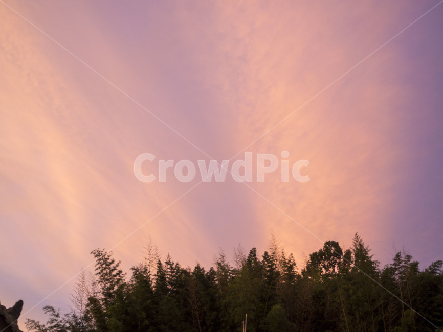 시골,country,해질녘,노을,하늘,붉은하늘,자연,풍경,nature,landscape,tree,나무,plant,식물,fir,전나무,conifer,구과 식물