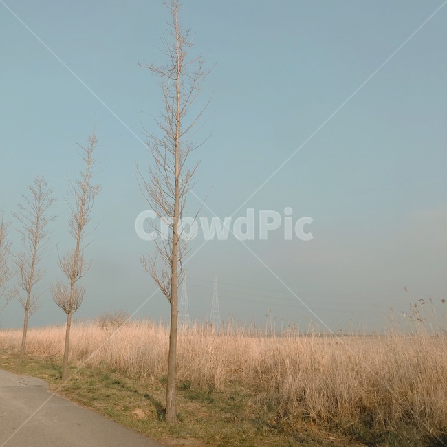 나무,가을,풍경,배경,갈대,가을,계절,fall,autumn,season