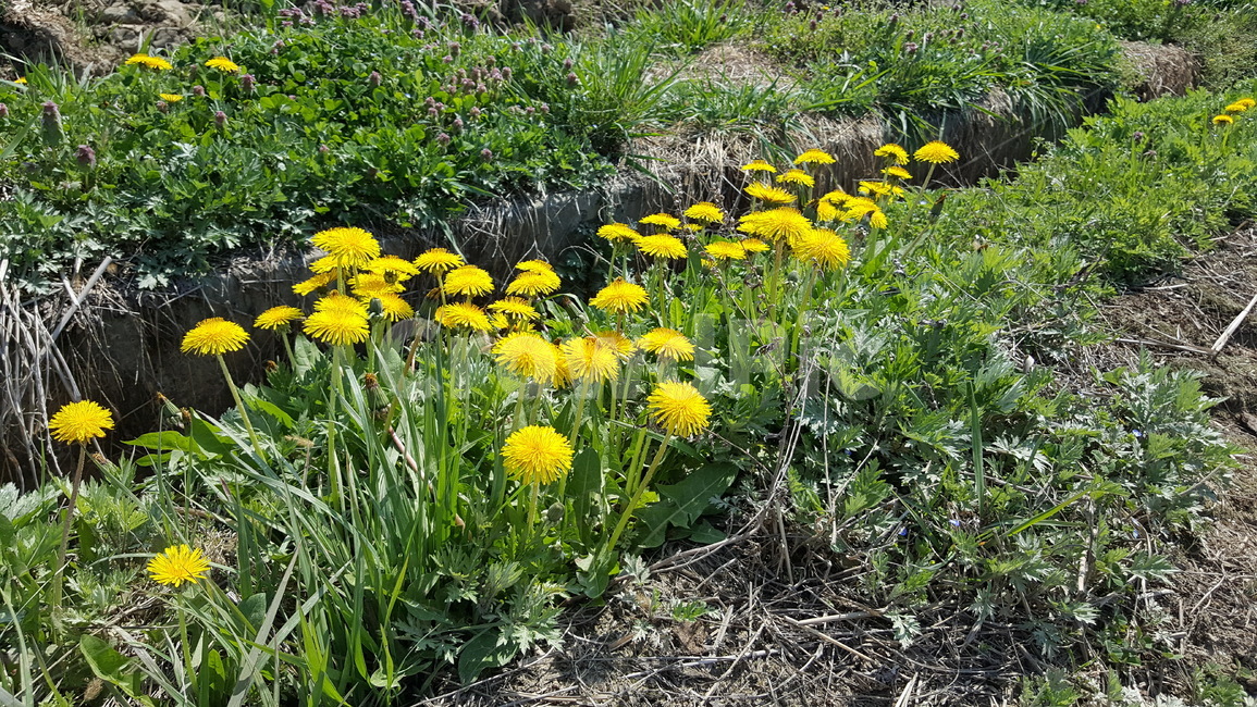 민들레,taraxacumplatycarpum,노란꽃,들꽃,벌,식물,자연,plants,nature,꽃,flower