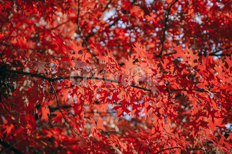 가을,단풍,나뭇잎,나무,붉은,빨간,잎,잎사귀,가을,계절,fall,autumn,season,plant,식물,leaf,tree,maple
