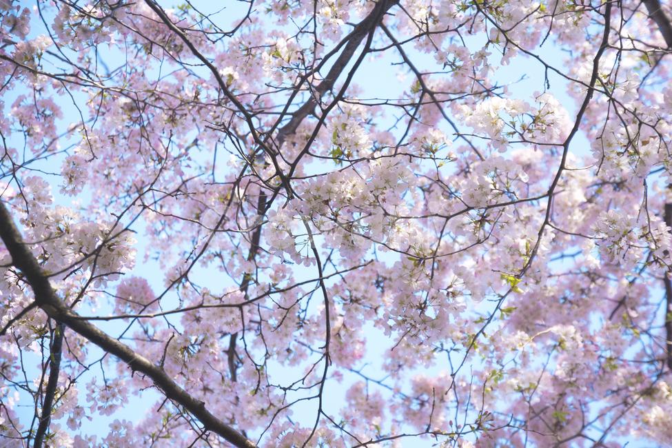 벚꽃,하늘,나무,봄,꽃,봄,계절,spring,season,식물,자연,plants,nature,꽃,flower,plant,blossom