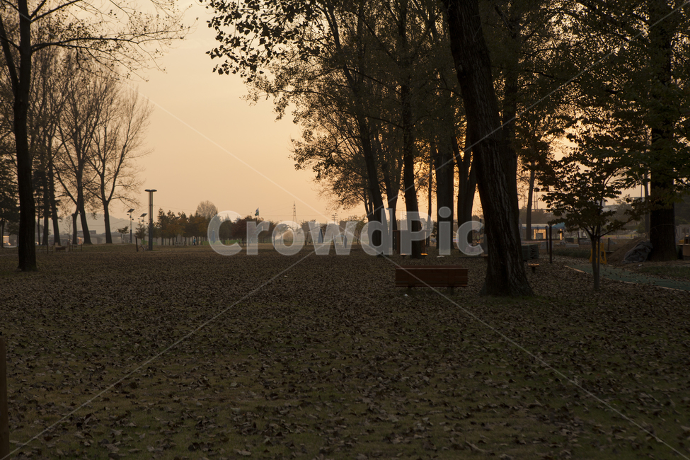 가을,낙엽,공원,아련,추억,풍경,가을,계절,fall,autumn,season,자연,풍경,nature,landscape,tree,나무,plant,식물,ground,바닥,tree trunk,나무 줄기
