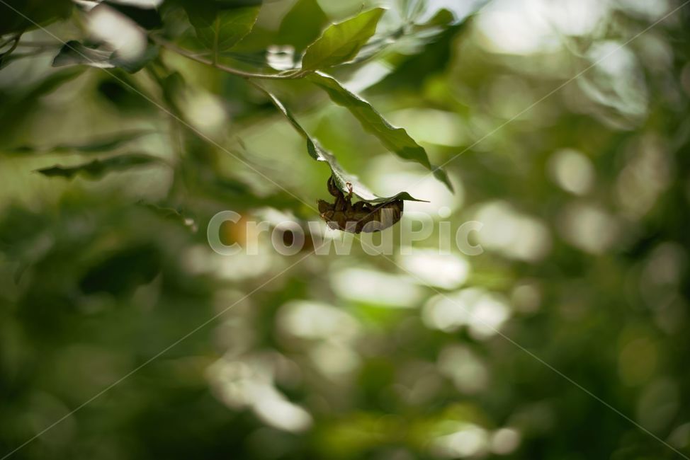 매미,곤충,벌레,여름,그늘,동물,animal,곤충,벌레,insect,bug