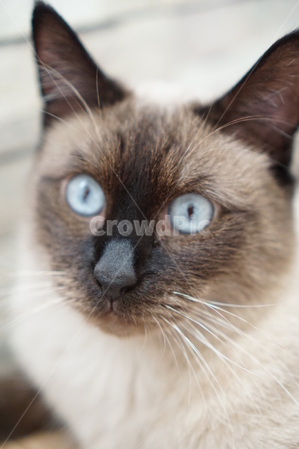 고양이,샴고양이,집고양이,반려묘,개냥이,동물,animal,포유류,mammal,고양이,cat,kitten,kitty