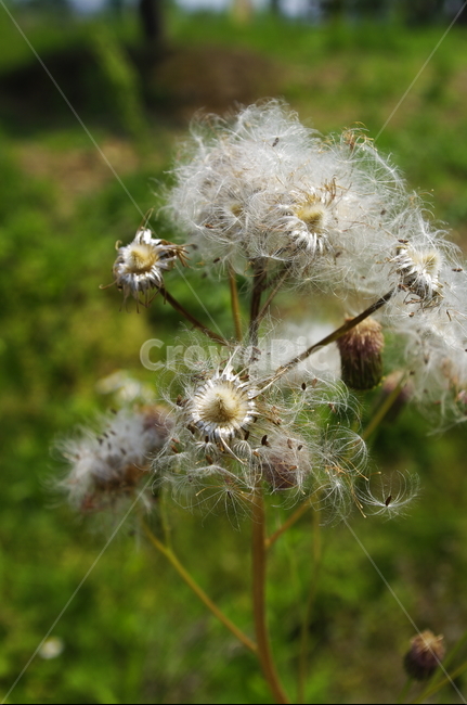 식물,plant,자연,nature,씨,식물,자연,plants,nature
