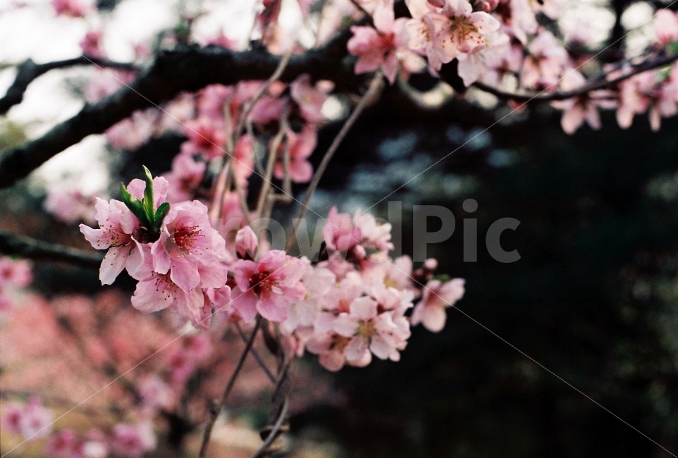 복사꽃,복숭아꽃,꽃,복숭아나무,필름사진,봄,계절,spring,season,식물,자연,plants,nature,꽃,flower,감성,sensible,feeling,plant,blossom,cherry blossom,벚꽃