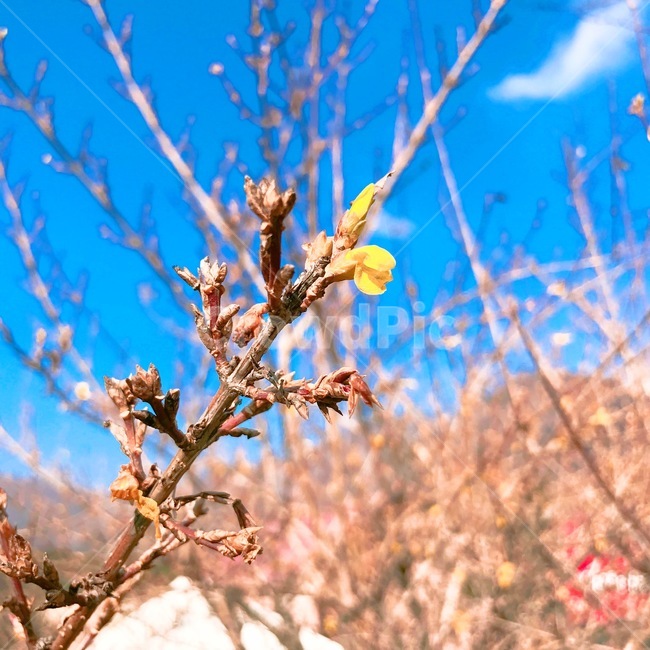산,겨울,등산,개나리,하나,식물,자연,plants,nature,꽃,flower