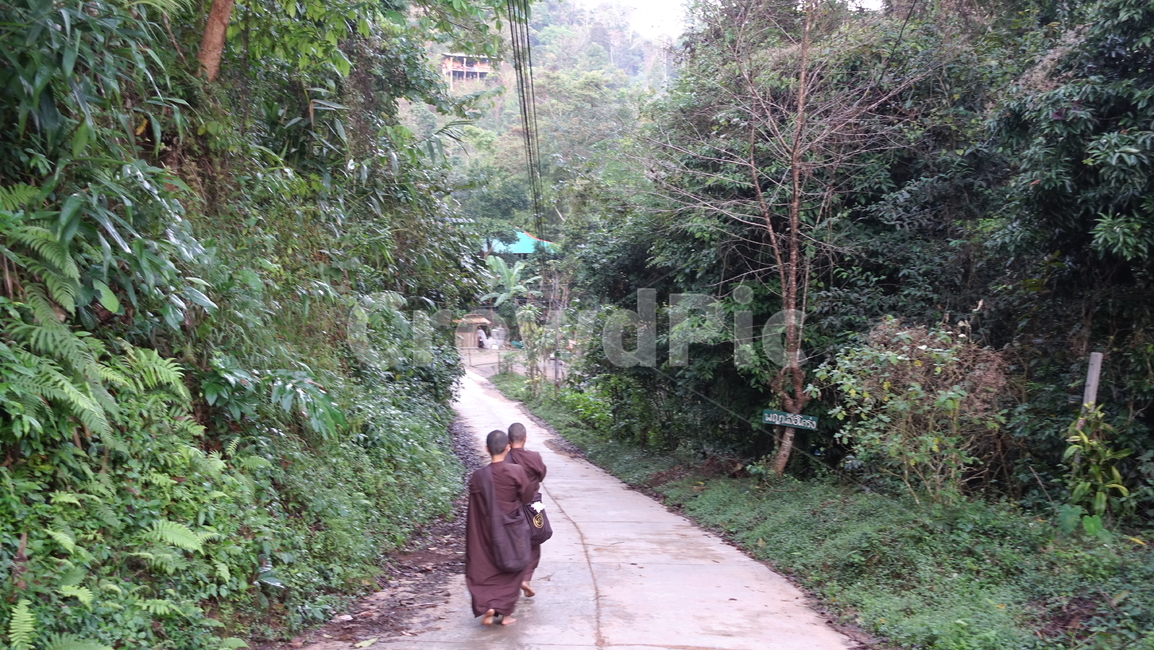 outdoor,야외,비구니,스님,승려,monk,nun,탁발,takbat,길,road,초록,green,풀,grass,수풀,나무,tree