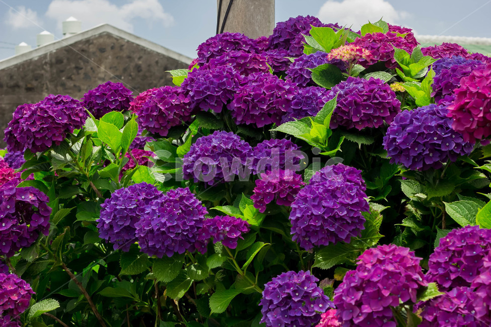 수국,수국꽃,flower,hydrangea,풍경,보라수국,꽃