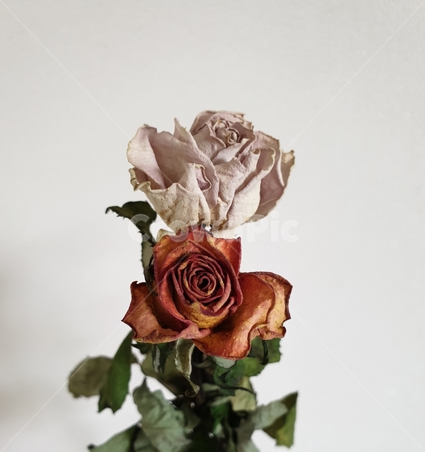 꽃,장미,folwer,rose,예쁜,pretty