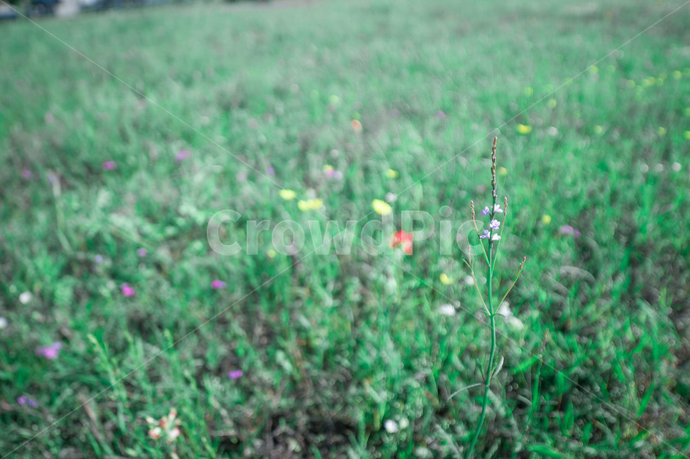 식물,들판,꽃,들꽃,야외,식물,자연,plants,nature,꽃,flower