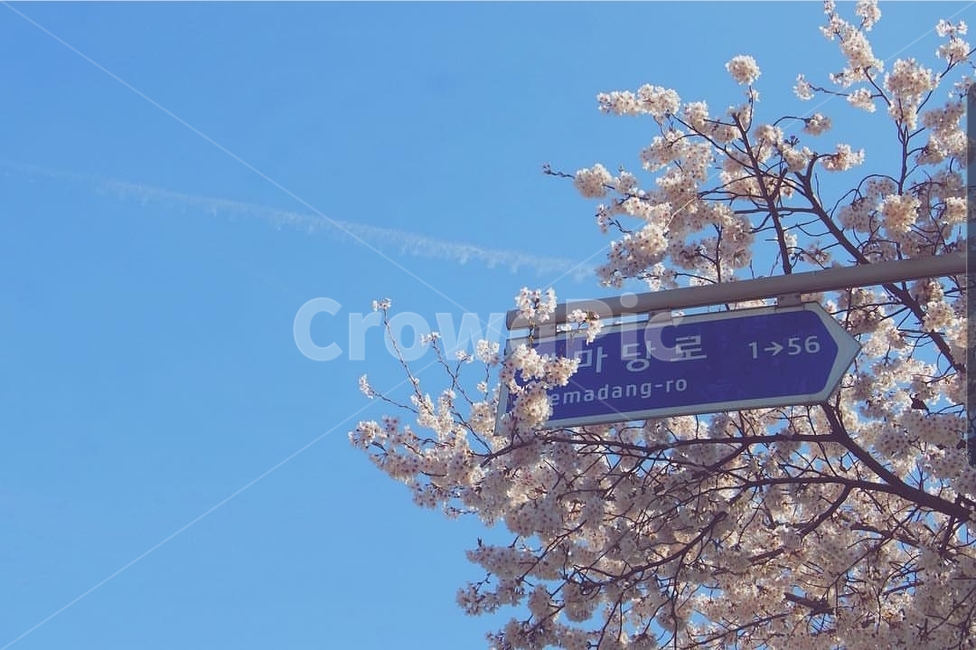표지판,거리,비행기,구름,벚꽃,봄