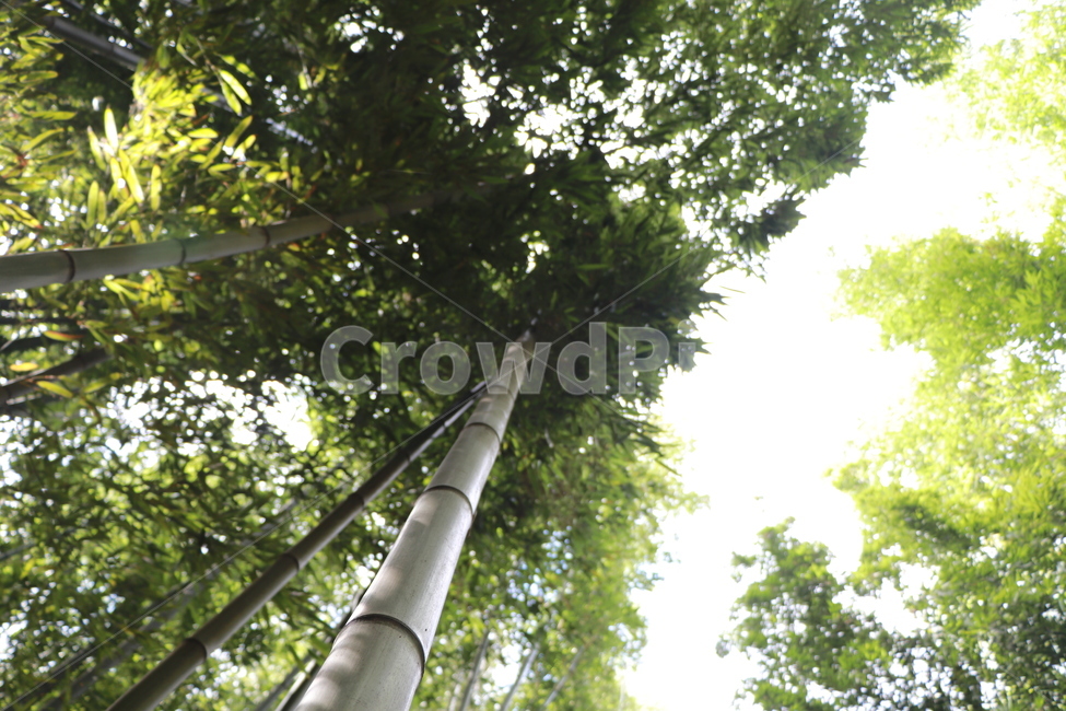대나무,숲,녹색,파죽지세,plant,식물