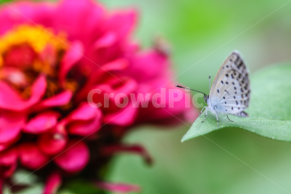 나비,butterfly,흰부전나비,곤충,백일홍,동물,animal,곤충,벌레,insect,bug