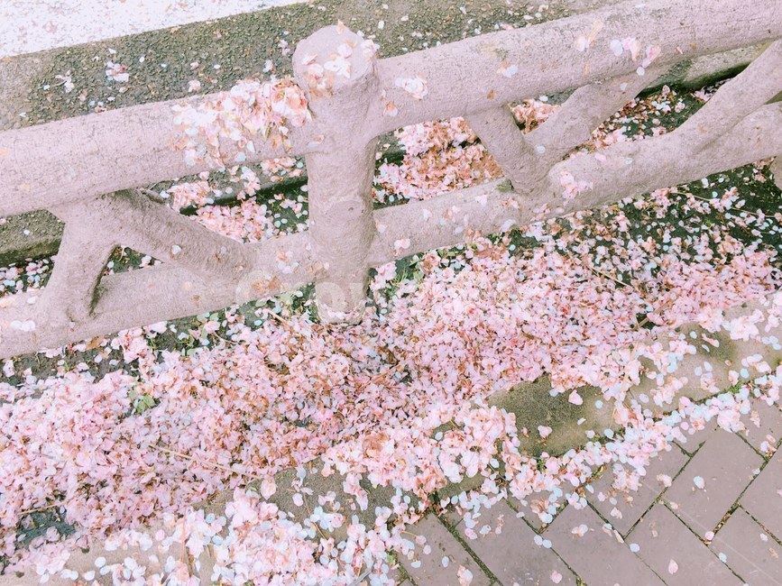 벚꽃,꽃잎,cherryblossom,꽃,봄,봄,계절,spring,season,plant,식물