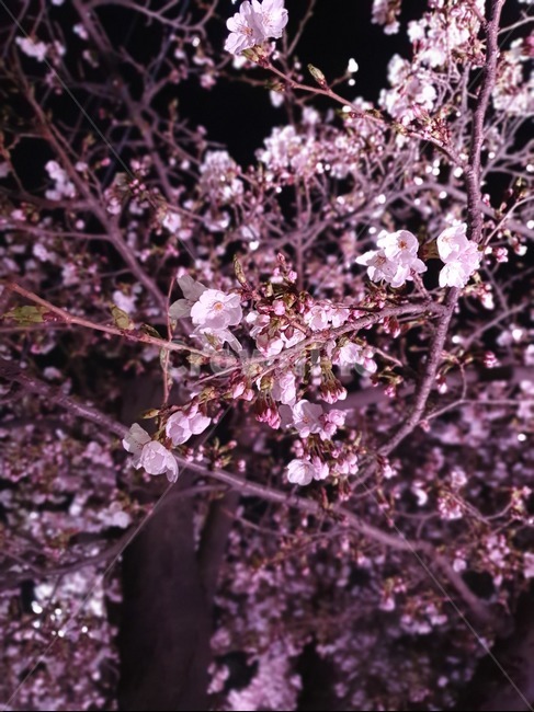 벚꽃,봄,밤,핑크,꽃,식물,자연,plants,nature,꽃,flower