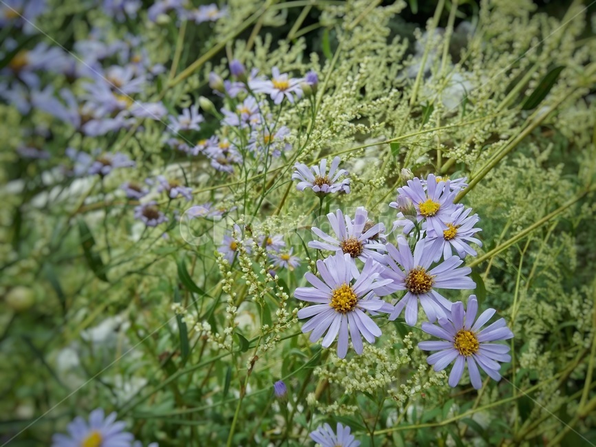 자연,야생화,힐링,식물,nature,꽃,flower,휴식,계절,plant,배경,연보라,소박함,꽃구경,감성사진