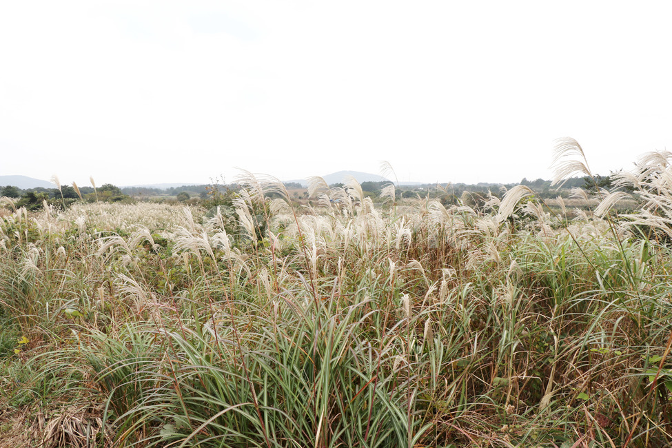 갈대,억세,가을,제주도,들,들판,가을,계절,fall,autumn,season,식물,자연,plants,nature