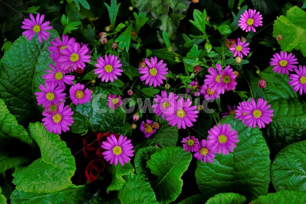 봄,꽃,꽃송이,식물,floral,flower,nature,plant,spring