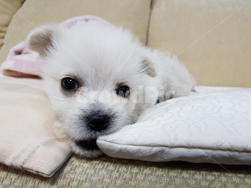 강아지,말티즈,말티폼,이쁜강아지,하얀강아지,귀여운강아지,개,동물,동물,animal,포유류,mammal,개,강아지,dog,doggy