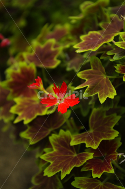 꽃,식물,flower,plant,color,식물,자연,plants,nature,꽃,flower