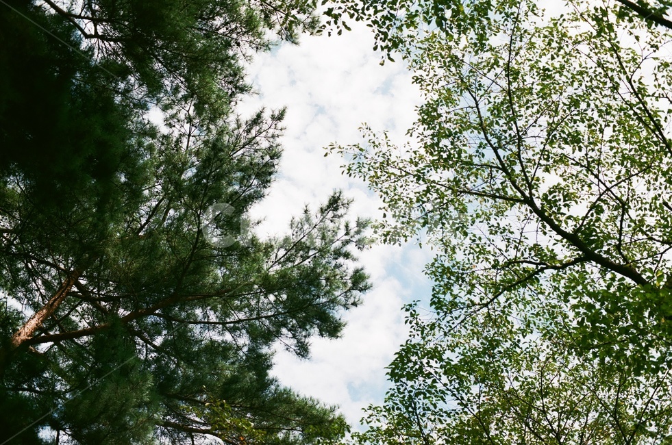 tree,나무,plant,식물,하늘,sky