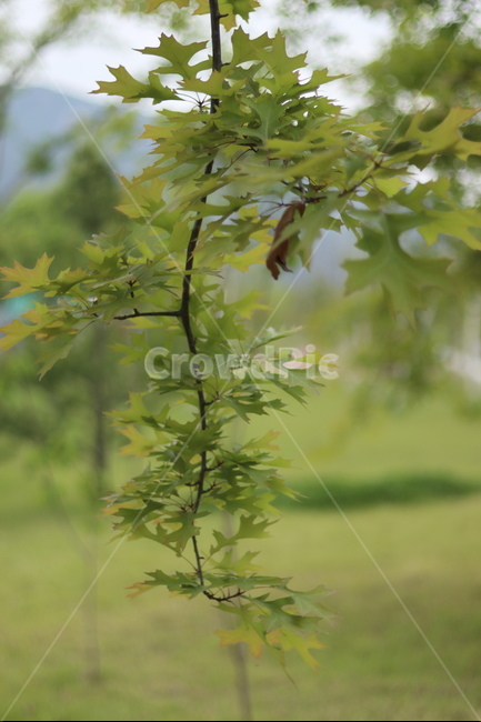 플라타너스,연두,가로수,봄,흐림,식물,자연,plants,nature