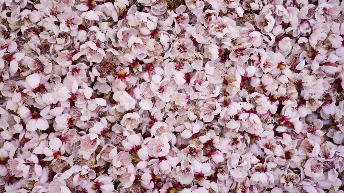 벚꽃,꽃잎,봄,꽃,flower,ground,spring,blossom