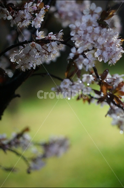 매화,야경,빛,비,우중,보케,봄,풍경,봄,계절,spring,season,야경,밤,풍경,nightscape,night,landscape,식물,자연,plants,nature,꽃,flower,plant