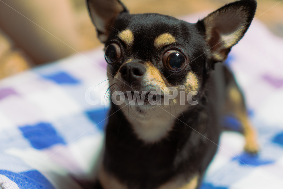 치와와,강아지,애완견,애완동물,pet,동물,dog,포유류,chihuahua,동물,animal,포유류,mammal,개,강아지,dog,doggy