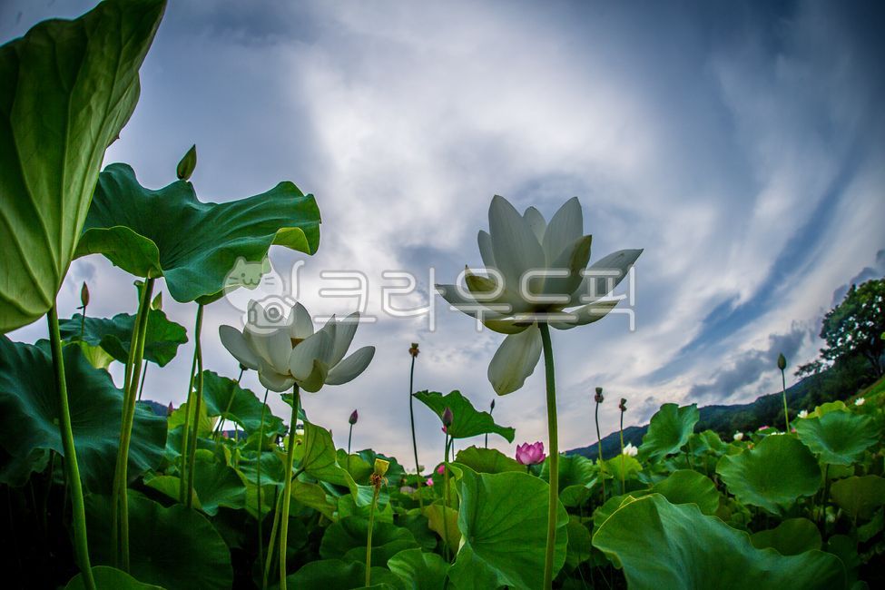 plant,Lotus,aquatic plants,wetland plants,flower