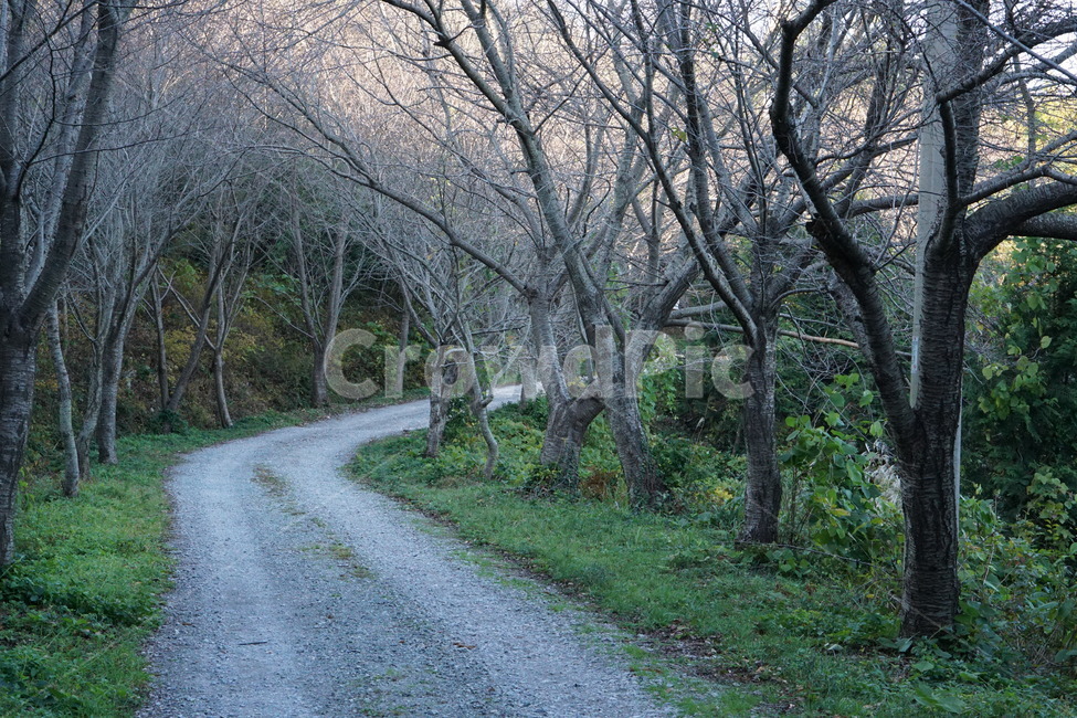 나무,가을,길,쓸쓸함,산,자연,풍경,nature,landscape,dirt road,흙길,gravel,자갈,road,도로,ground,바닥