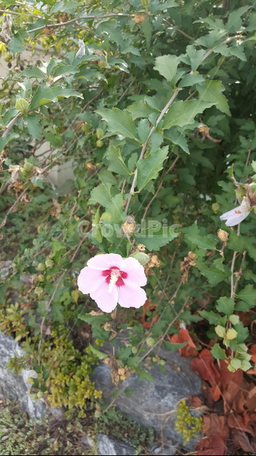 무궁화,무궁화꽃,꽃,국화,대한민국꽃,한국꽃,대한민국,쌍떡잎식물,flower