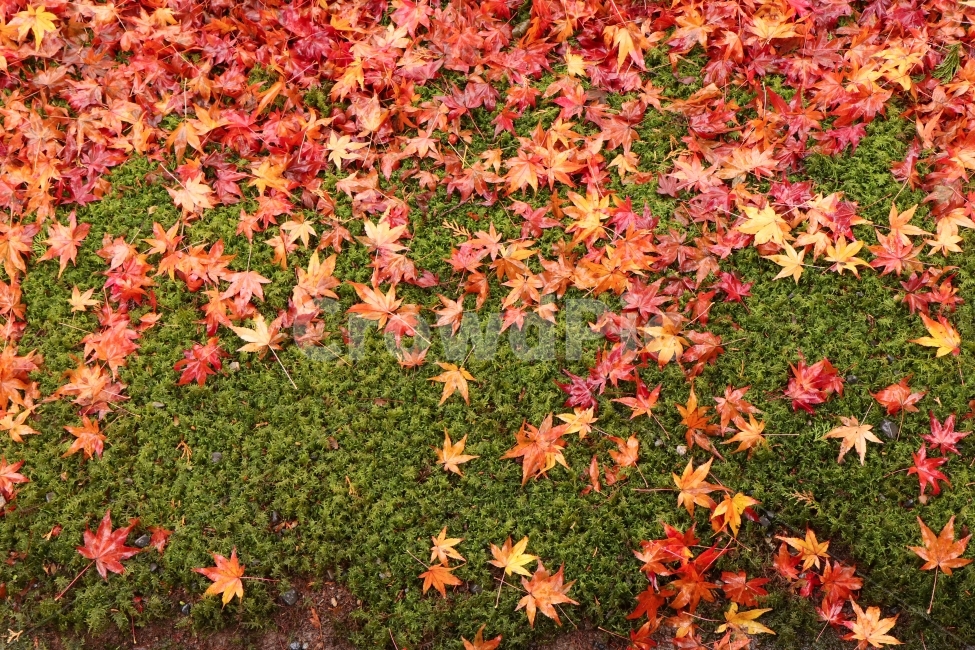 단풍,가을,낙엽,가을풍경,가을색,가을,계절,fall,autumn,season,식물,자연,plants,nature,plant,leaf,잎