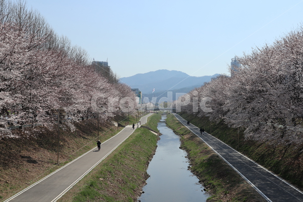 꽃,벚꽃,산책길,벚꽃길,벚꽃나무,식물,blossom,flower