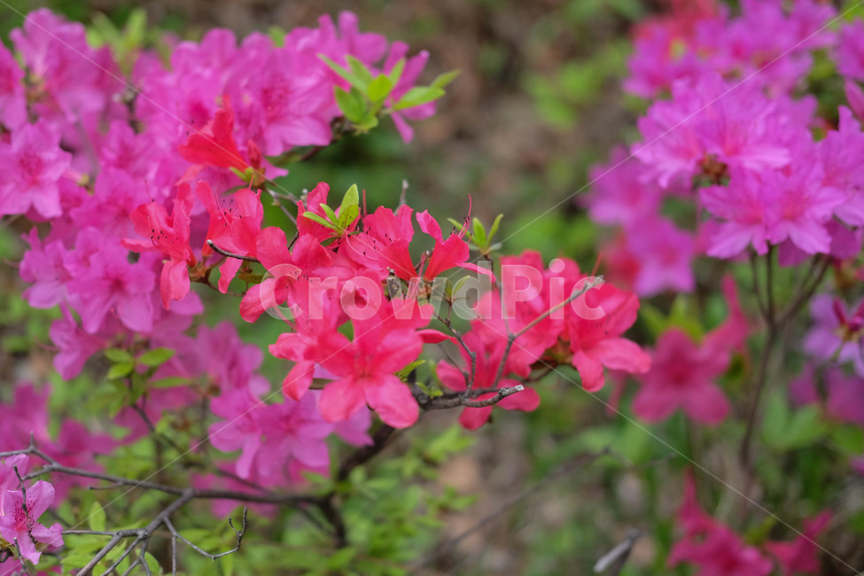 봄,꽃,꽃잎,분홍색꽃,철쭉,진달래,식물,plant,pinkflower,flower,spring