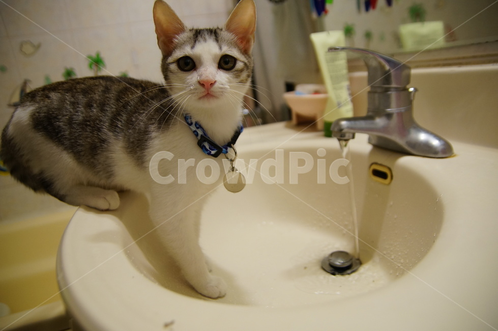고양이,반려동물,코리안숏헤어,코숏,야옹이,anima,koreanshorthair,집고양이,kitty,cat,동물,화장실,세면대,동물,animal,포유류,mammal,고양이,cat,kitten,kitty