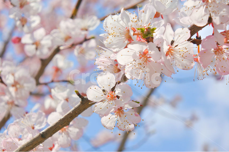 봄,꽃,감성사진,살구,살구꽃,연분홍,분홍,색감,자연,sky,pink,flower,봄,계절,spring,season,식물,자연,plants,nature,꽃,flower,plant