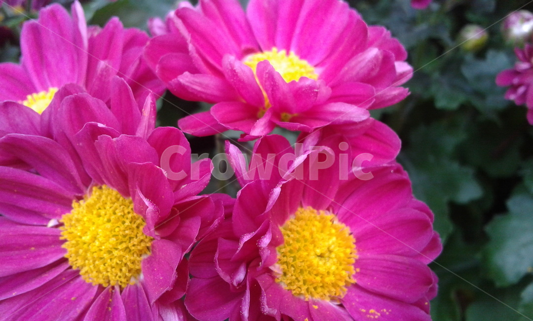plant,식물,pollen,화분,핫핑크,식물,자연,plants,nature,꽃,flower