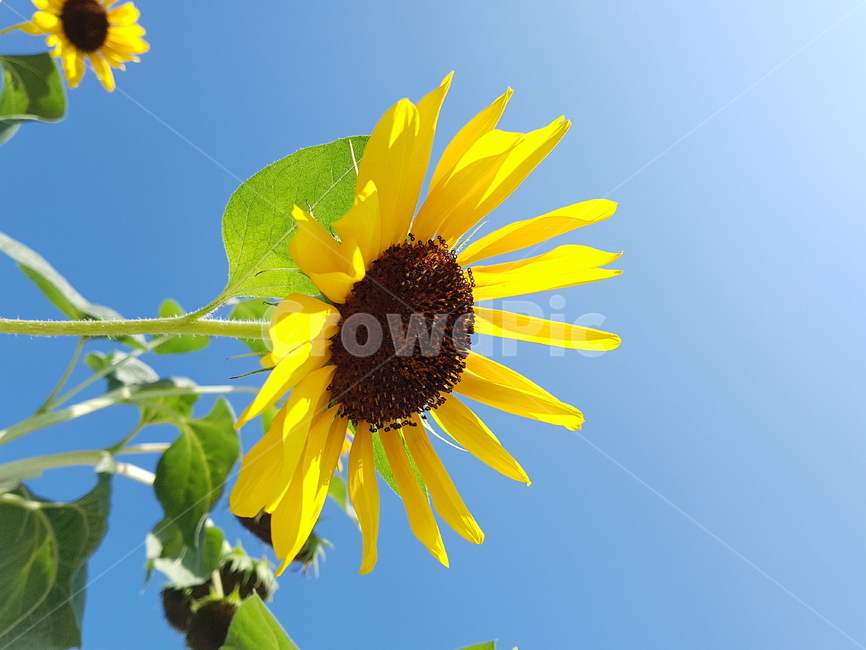 해바라기,자연,늦여름,감성,꽃,계절,summer,flower,plants,nature,식물,하늘,sky,식물,자연,plants,nature,꽃,flower