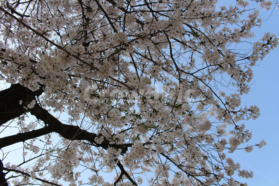 식물,벚꽃,cherryblossom,하늘,flower