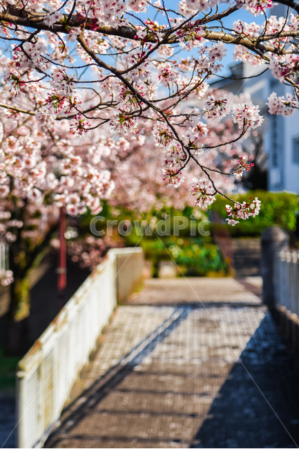 벚꽃,봄,봄꽃,꽃,식물,자연,핑크,핑크색꽃,계절,시즌,spring,春,スプリング,桜,벚나무,길,벚꽃길,봄,계절,spring,season,식물,자연,plants,nature,꽃,flower,plant,blossom
