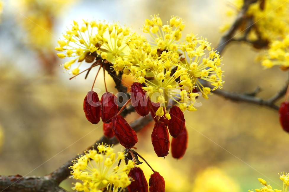 plant,식물,tree,나무,봄,산수유,꽃,열매,자연,nature,약초,식물,자연,plants,nature