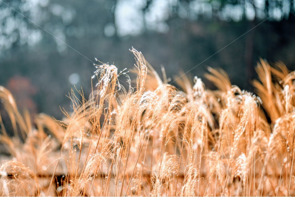 순천만,순천만생태공원,갈대밭,순천,순천국가정원,식물,자연,plants,nature,감성,sensible,feeling