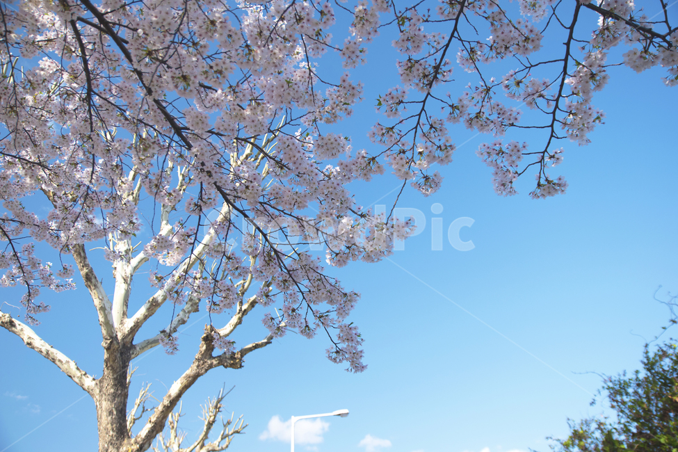 벚꽃,하늘,봄,계절,봄꽃,봄,계절,spring,season,식물,자연,plants,nature,꽃,flower,plant,blossom