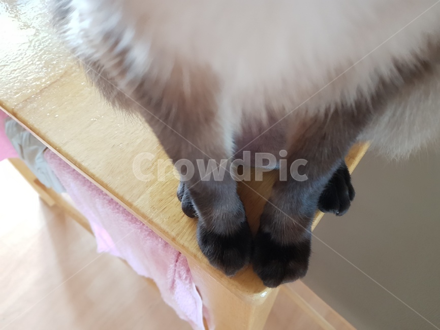 고양이,반려묘,묘,집사,샴,샴고양이,검정색,발고양이,젤리,애완,동물,cat,반려