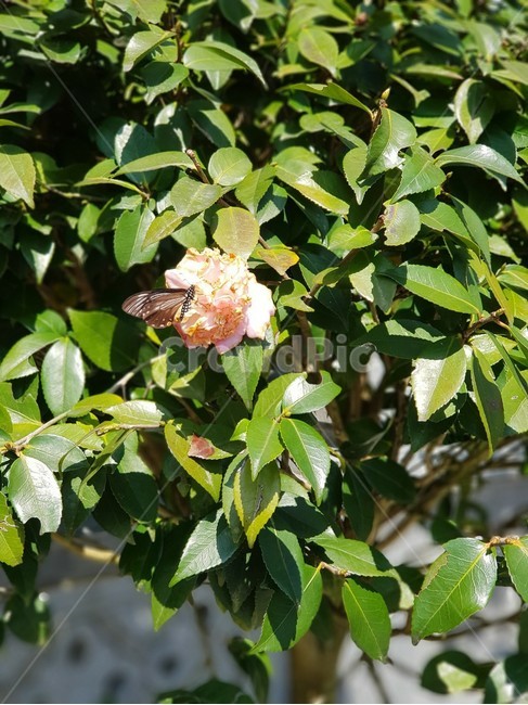plant,식물,꽃,나비,자연,식물,자연,plants,nature,꽃,flower,곤충,벌레,insect,bug