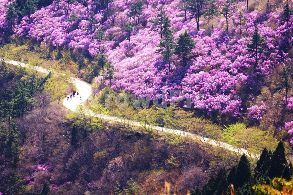 영취산,여수,봄,철쭉,진달래,봄,계절,spring,season,자연,풍경,nature,landscape,plant,식물,blossom,꽃,cherry blossom,벚꽃,flower